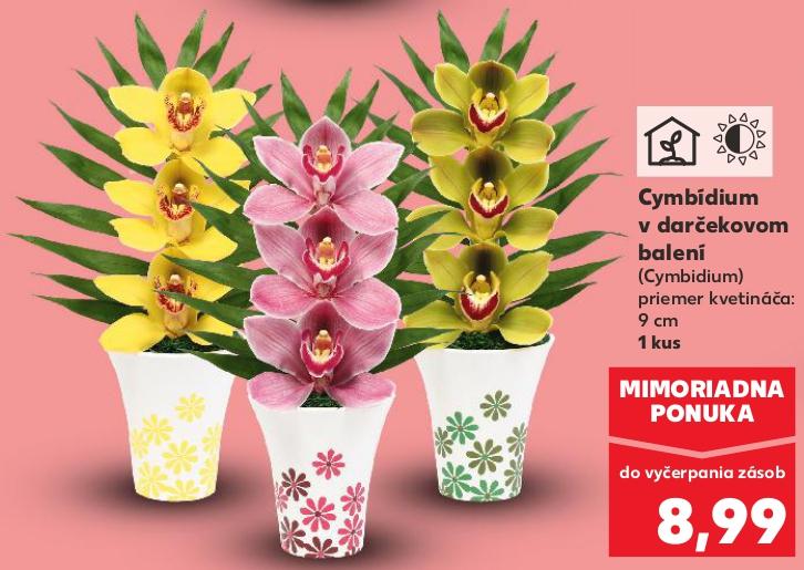 Cymbidium v darčekovom balení