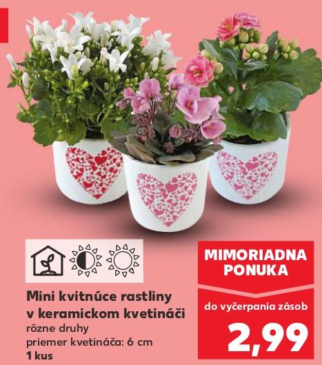 Mini kvitnúce rastliny v keramickom kvetináči