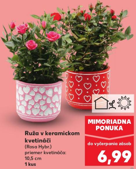 Ruža v keramickom kvetináči