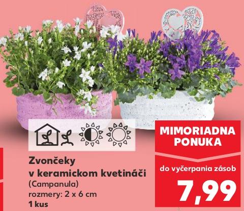 Zvončeky v keramickom kvetináči