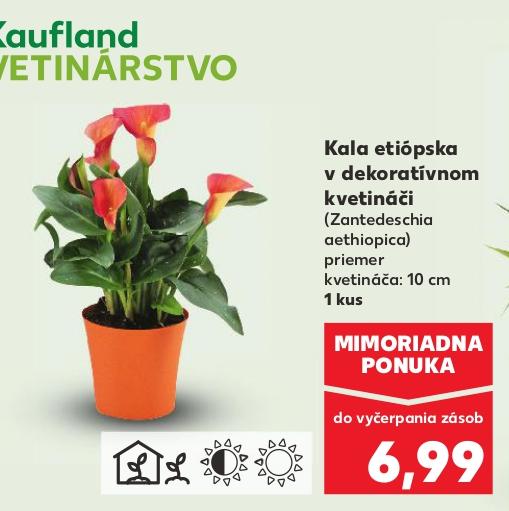 Kala etiópska v dekoratívnom kvetináči