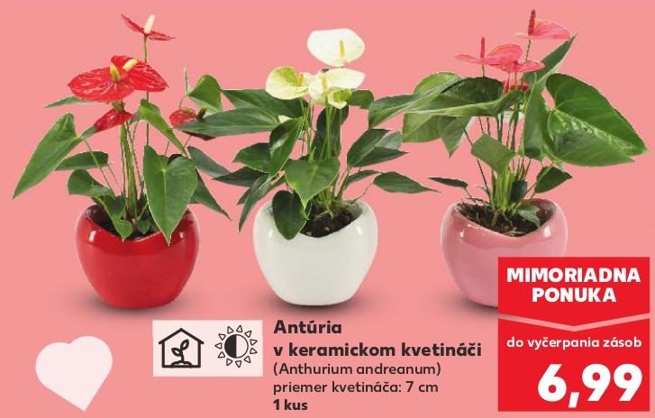 Antúria v keramickom kvetináči