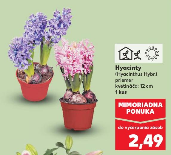 Hyacinty