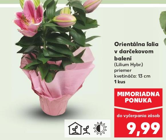 Orientálna lalia v darčekovom balení