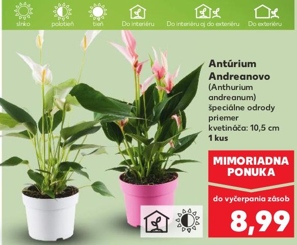 Antúrium Andreanovo