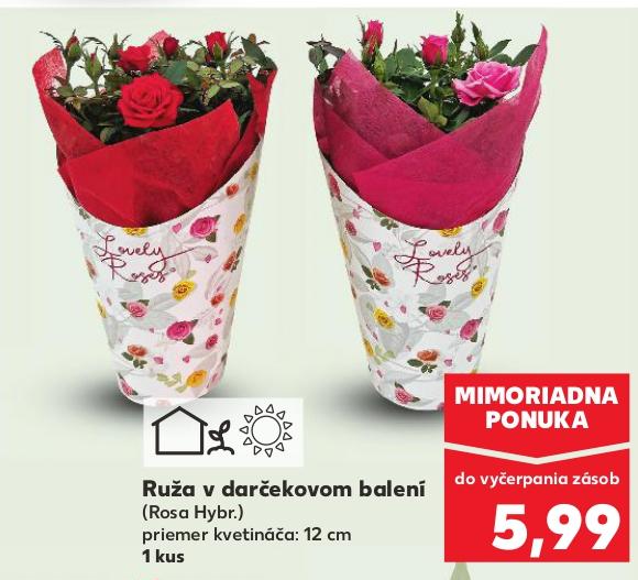 Ruža v darčekovom balení