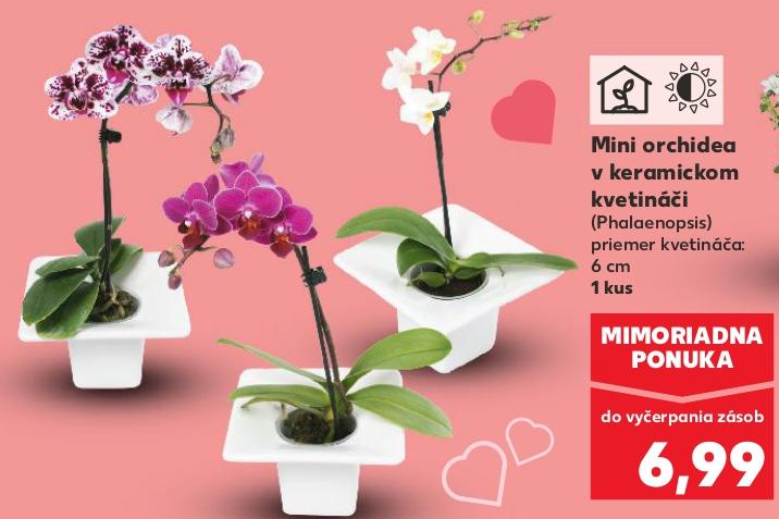 Mini orchidea v keramickom kvetináči