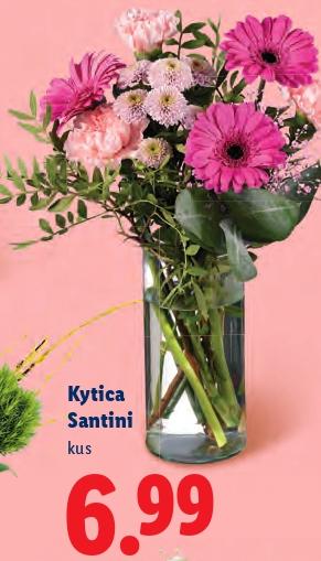 Kytica Santini