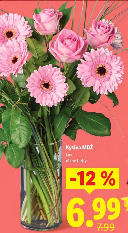 Kytica MDŽ