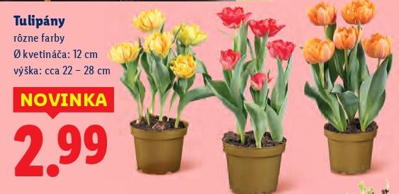 Tulipány