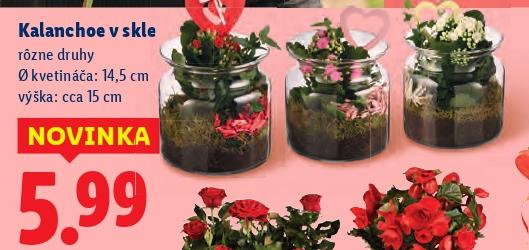 Kalanchoe v skle