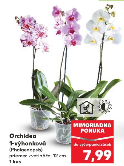 Orchidea 1-výhonková (Phalaenopsis)